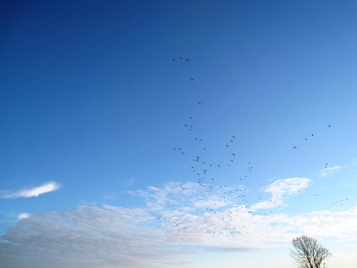 Haus Kormoran Am Lauwersmeer 175 Anjum エクステリア 写真
