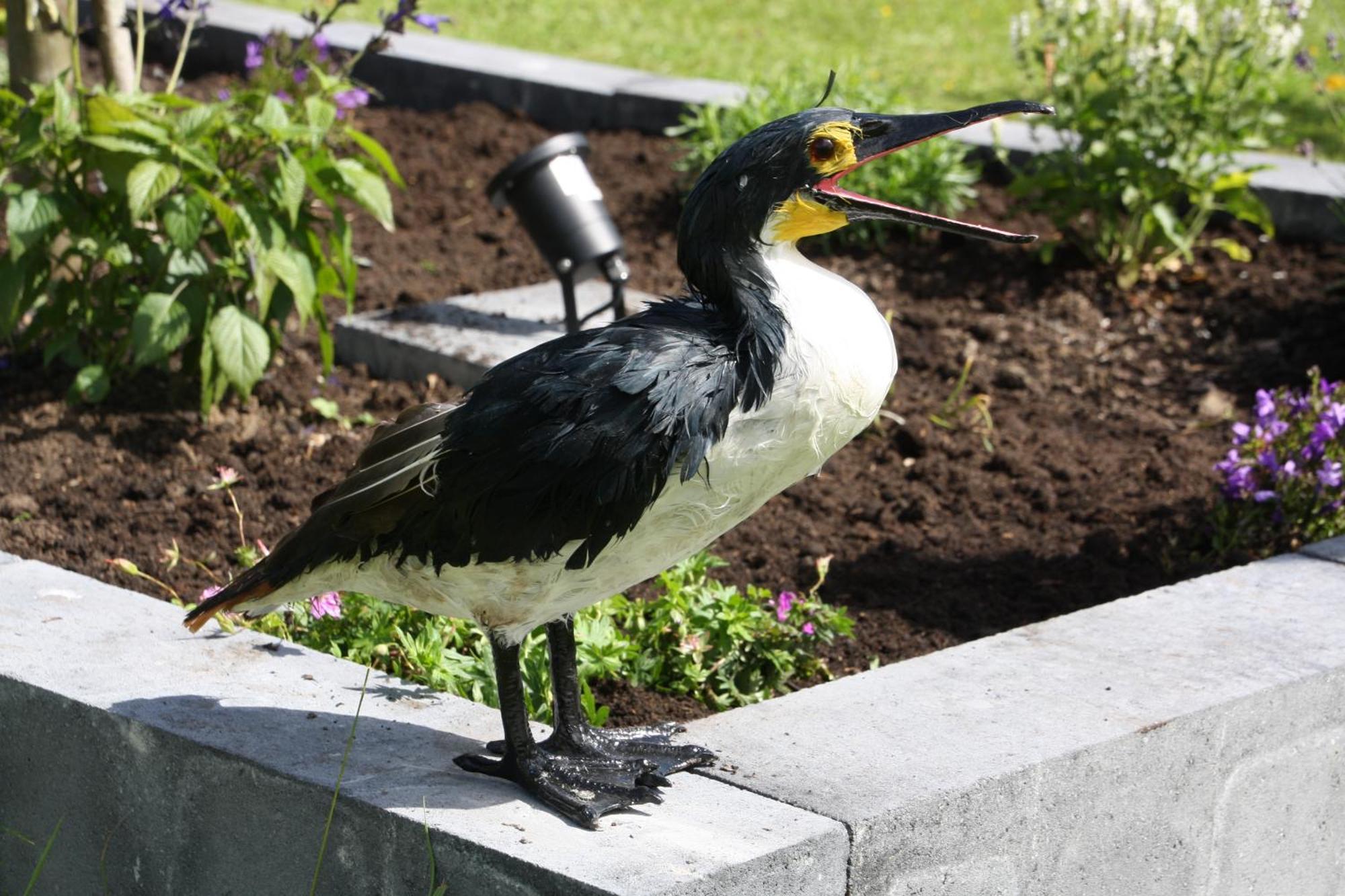 Haus Kormoran Am Lauwersmeer 175 Anjum エクステリア 写真